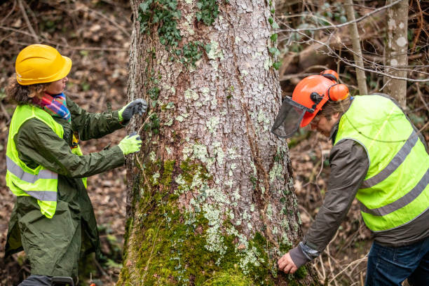 Best Commercial Tree Services  in Acushnet Center, MA