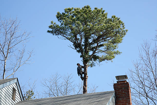 Best Arborist Consultation Services  in Acushnet Center, MA